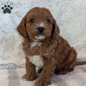 Arlo, Cavapoo Puppy