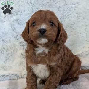 Arlo, Cavapoo Puppy