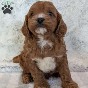 Arlo, Cavapoo Puppy