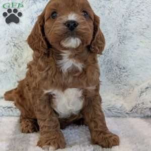 Arlo, Cavapoo Puppy