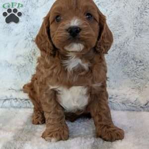 Arlo, Cavapoo Puppy