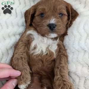 Arlo, Cavapoo Puppy