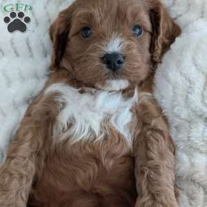 Arlo, Cavapoo Puppy