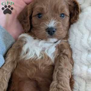 Arlo, Cavapoo Puppy