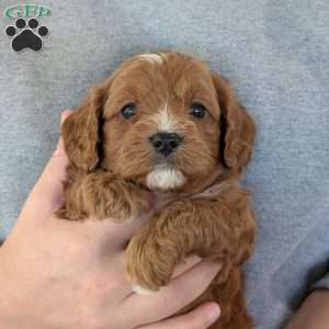 Huey, Cavapoo Puppy