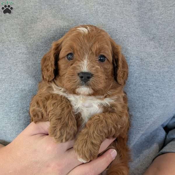 Huey, Cavapoo Puppy