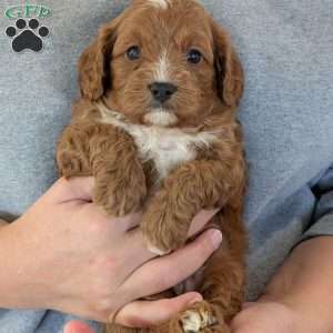 Huey, Cavapoo Puppy