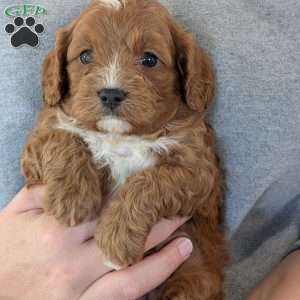 Huey, Cavapoo Puppy