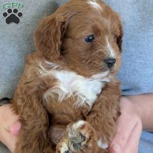 Huey, Cavapoo Puppy
