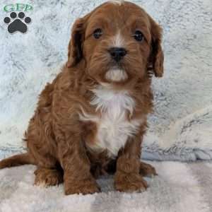 Huey, Cavapoo Puppy