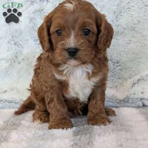 Huey, Cavapoo Puppy