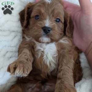 Huey, Cavapoo Puppy