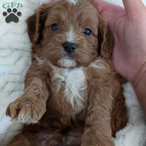 Huey, Cavapoo Puppy