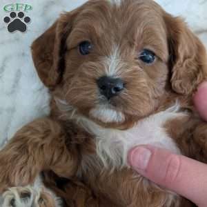 Huey, Cavapoo Puppy
