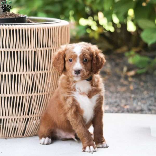 Milo, Mini Bernedoodle Puppy