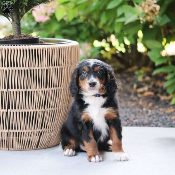 Cooper, Mini Bernedoodle Puppy