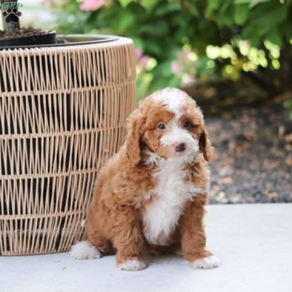 Lilly, Mini Bernedoodle Puppy