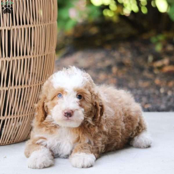 Charlie, Mini Bernedoodle Puppy