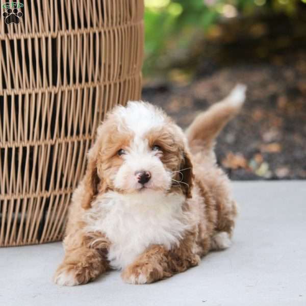 Jax, Mini Bernedoodle Puppy