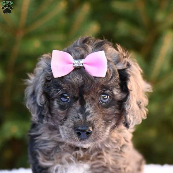 Tweety, Cavapoo Puppy