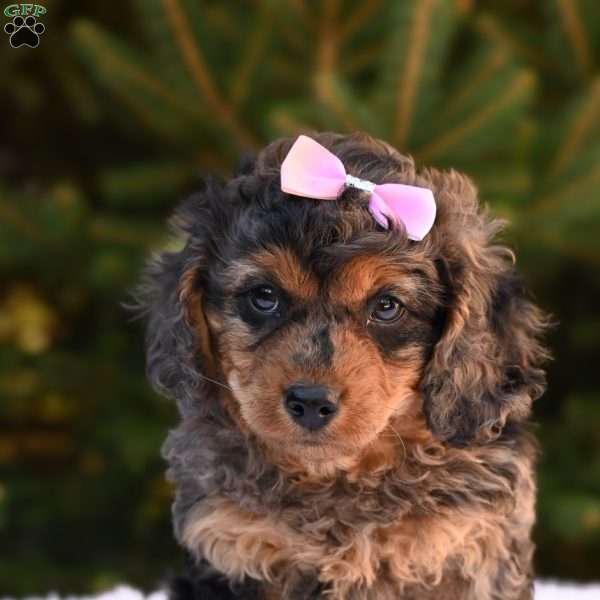 Twinkles, Cavapoo Puppy