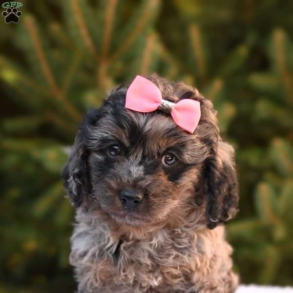 Twilight, Cavapoo Puppy
