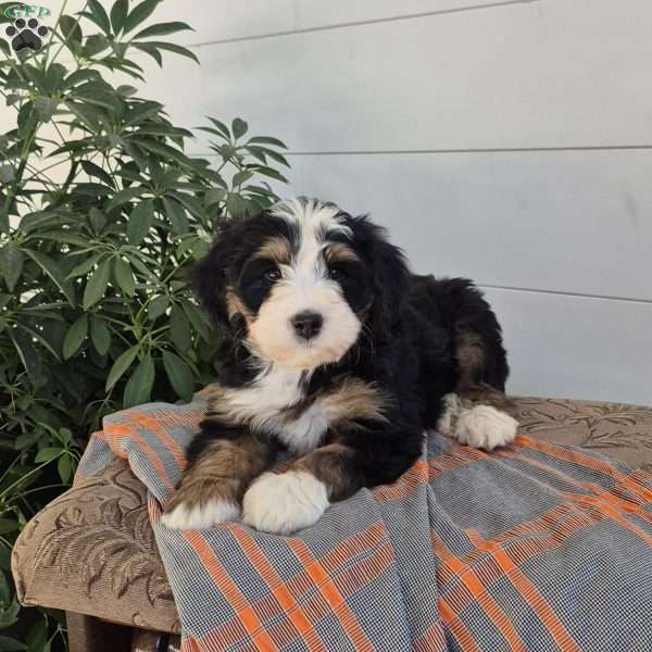 Bruno, Mini Bernedoodle Puppy