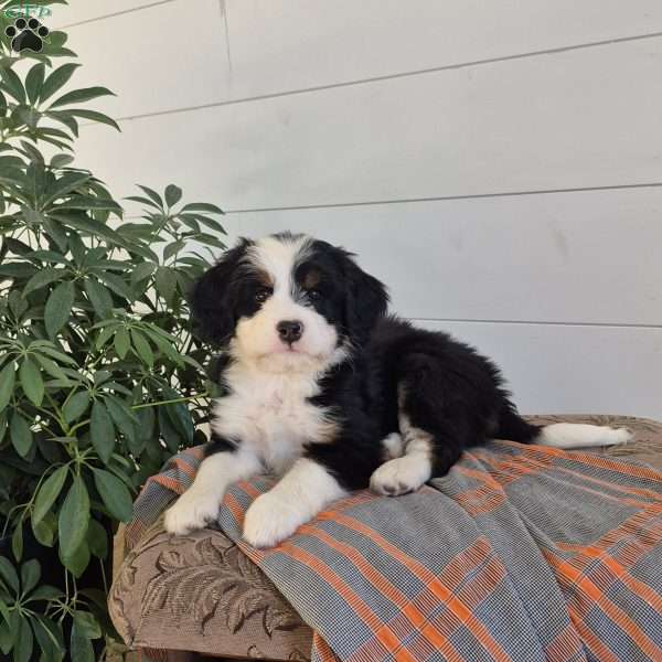 Benjie, Mini Bernedoodle Puppy