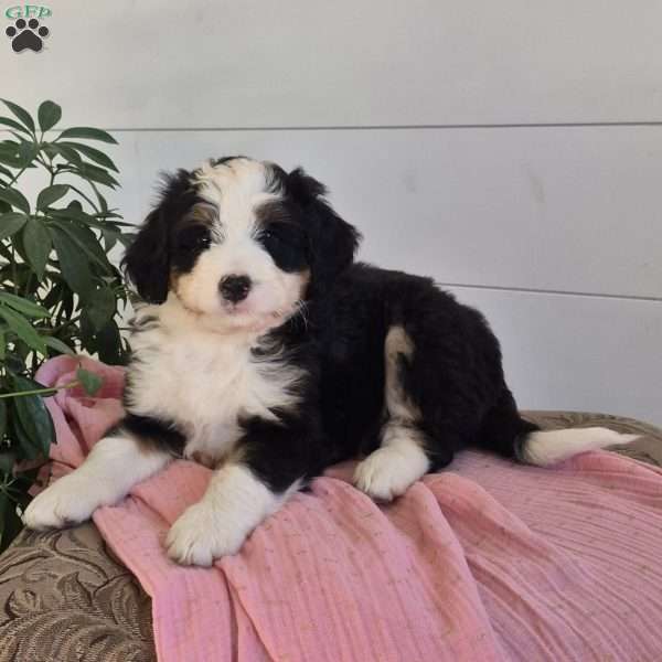 Emma, Mini Bernedoodle Puppy