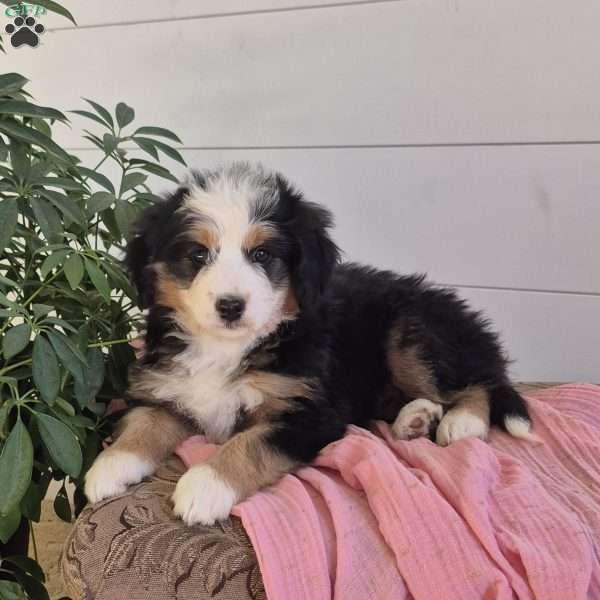 Amy, Mini Bernedoodle Puppy