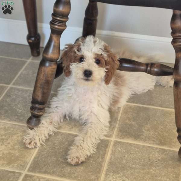 Jace, Cockapoo Puppy