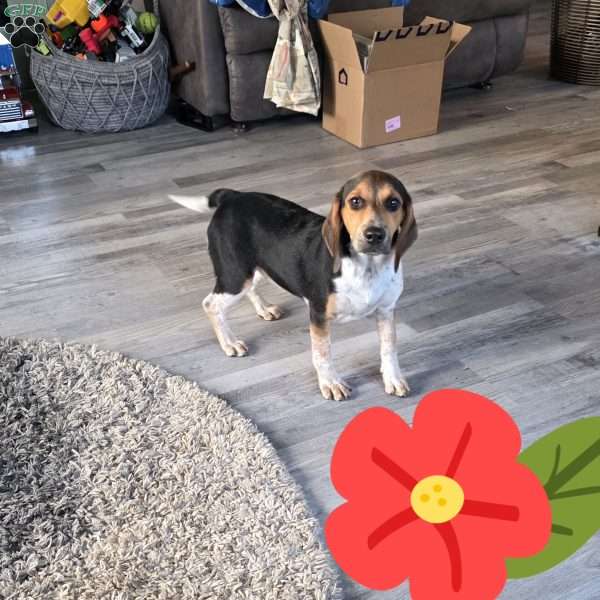 Molly, Beagle Puppy