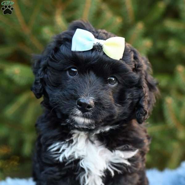 Charlie, Cavapoo Puppy