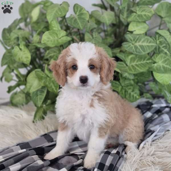 Sunshine, Mini Bernedoodle Puppy