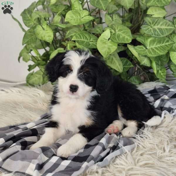Benjie, Mini Bernedoodle Puppy