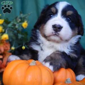 Fern, Bernese Mountain Dog Puppy