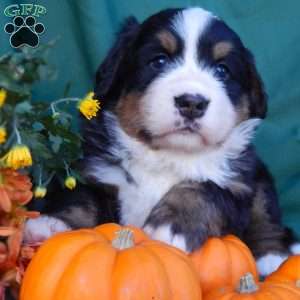 Fern, Bernese Mountain Dog Puppy