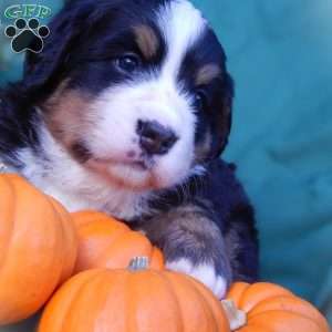 Fern, Bernese Mountain Dog Puppy