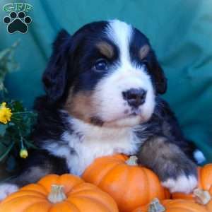 Fern, Bernese Mountain Dog Puppy