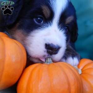 Fern, Bernese Mountain Dog Puppy