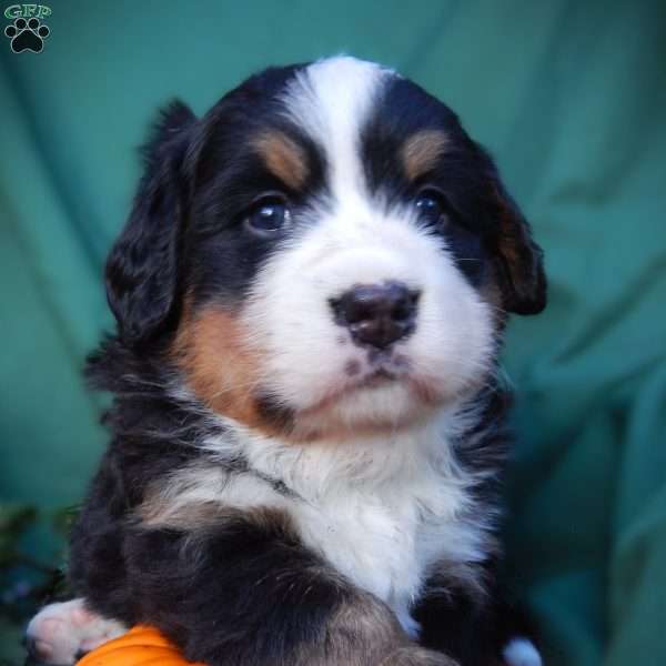 Fern, Bernese Mountain Dog Puppy