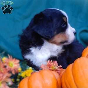 Fern, Bernese Mountain Dog Puppy