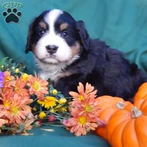 Fern, Bernese Mountain Dog Puppy