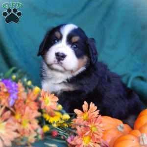 Fern, Bernese Mountain Dog Puppy