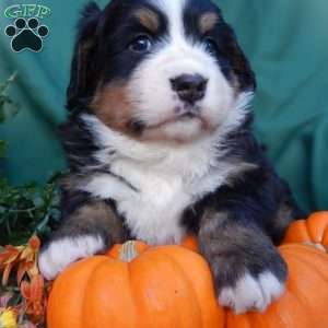 Fern, Bernese Mountain Dog Puppy