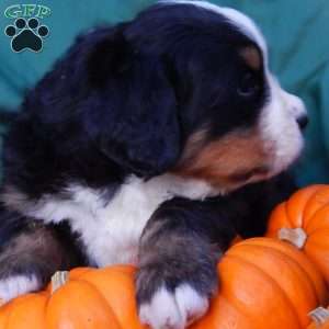 Fern, Bernese Mountain Dog Puppy