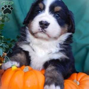 Fern, Bernese Mountain Dog Puppy