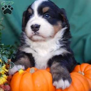 Fern, Bernese Mountain Dog Puppy