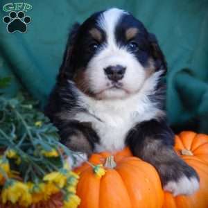 Fern, Bernese Mountain Dog Puppy