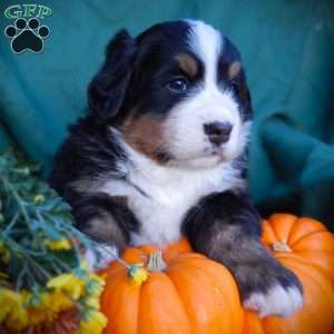 Fern, Bernese Mountain Dog Puppy